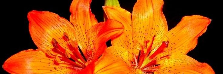 Tiger lily 1